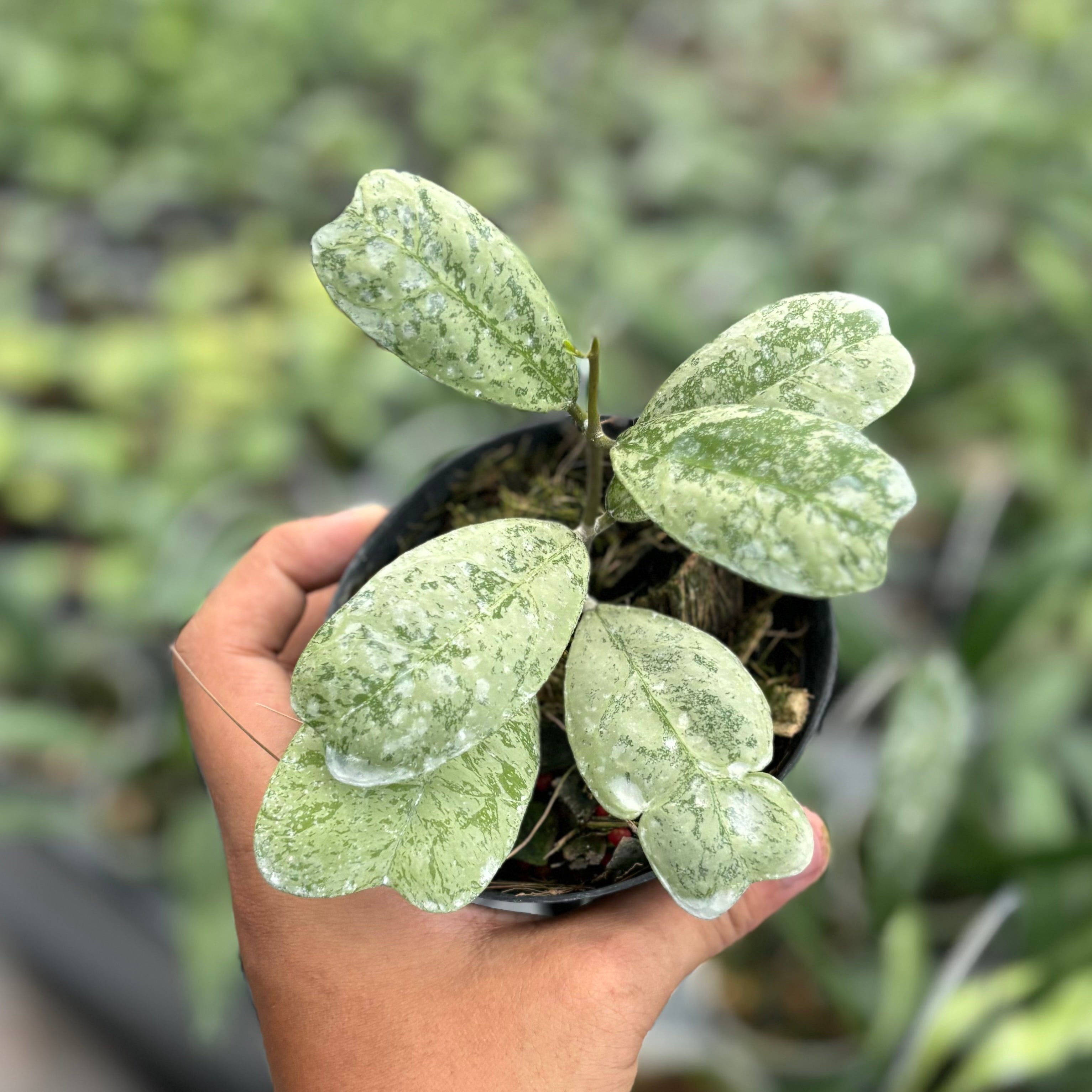 Hoya deykeae morning dew