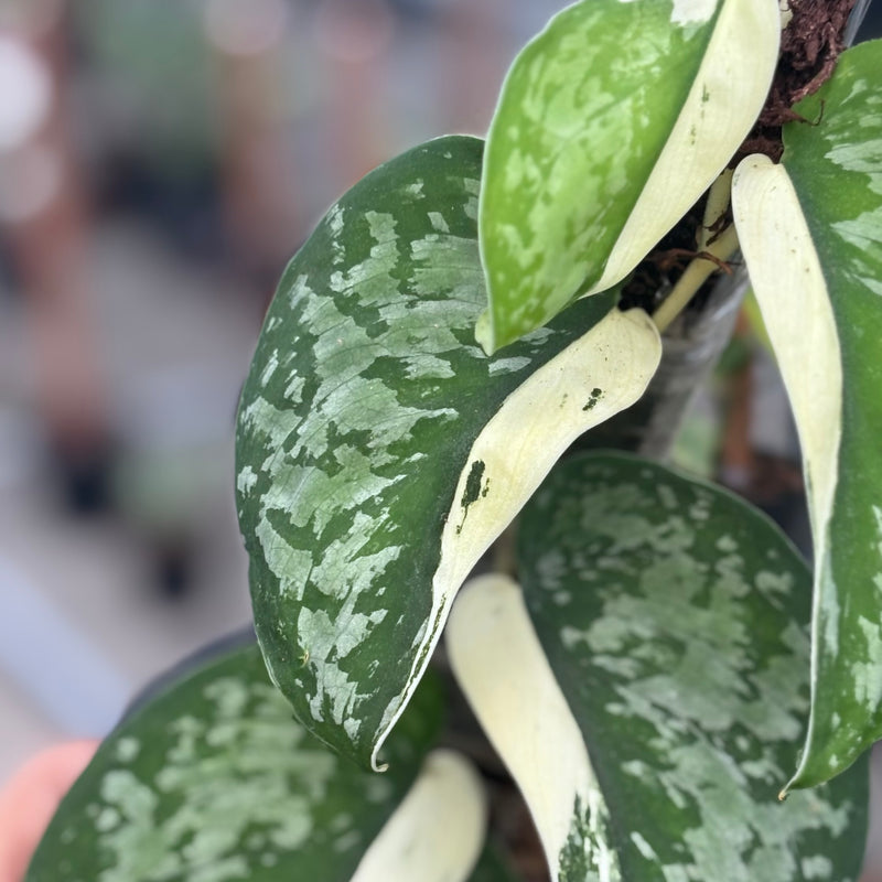 Scindapsus simbara