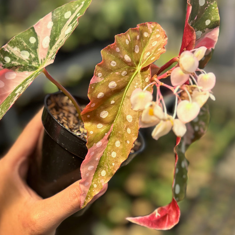 Begonia maculata variegated
