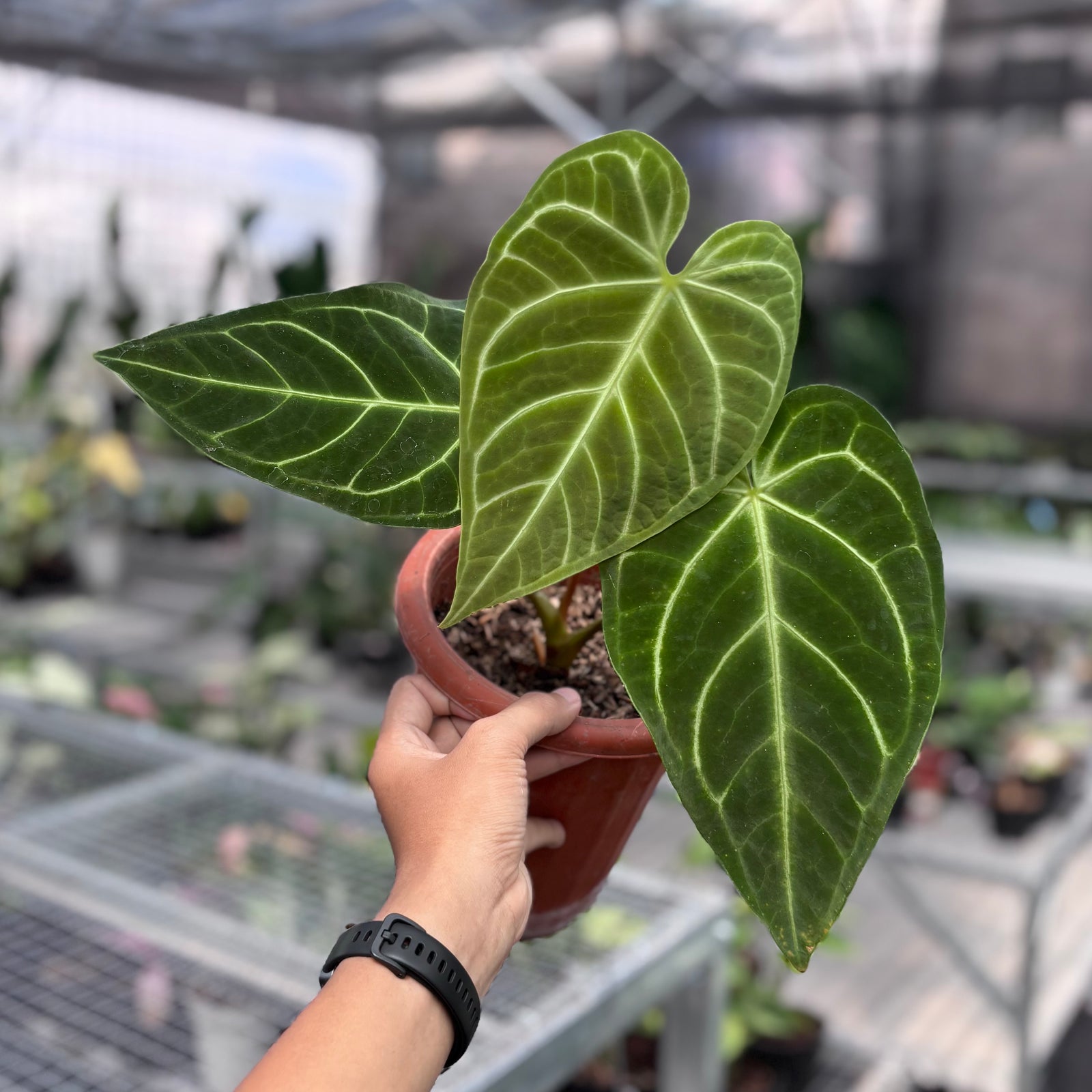 Anthurium regale – Aroid Market