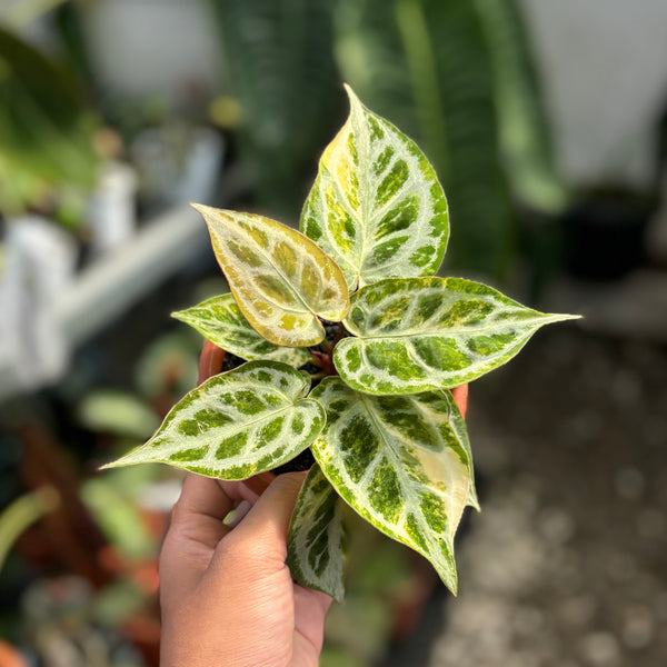 Anthurium crystallinum red space – Aroid Market