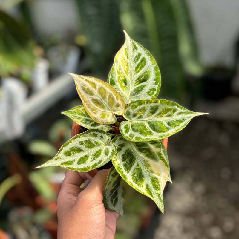 Anthurium crystallinum red space