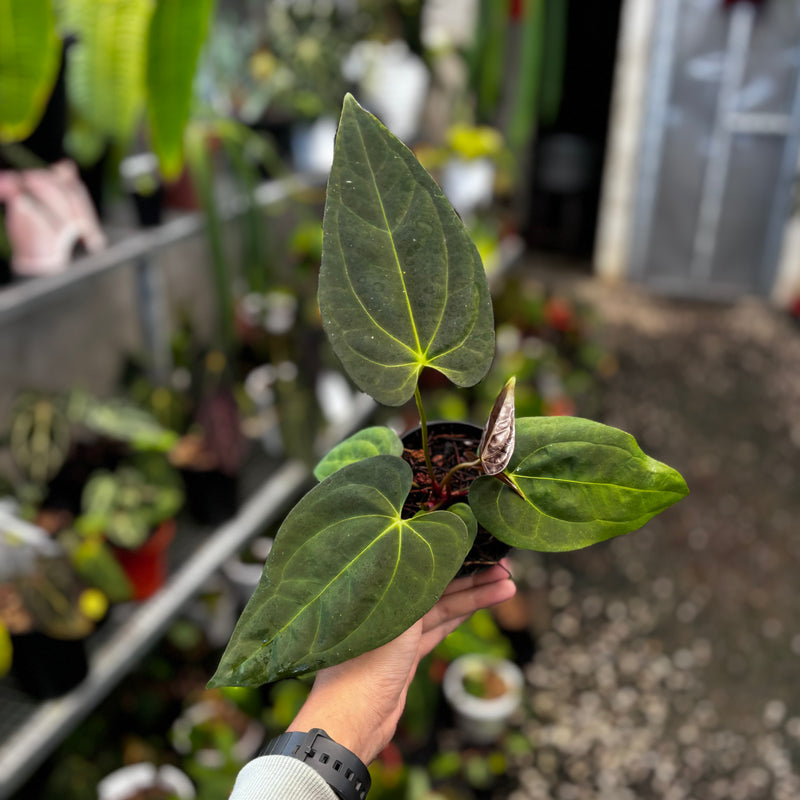 Anthurium velvet cobra x fort sherman