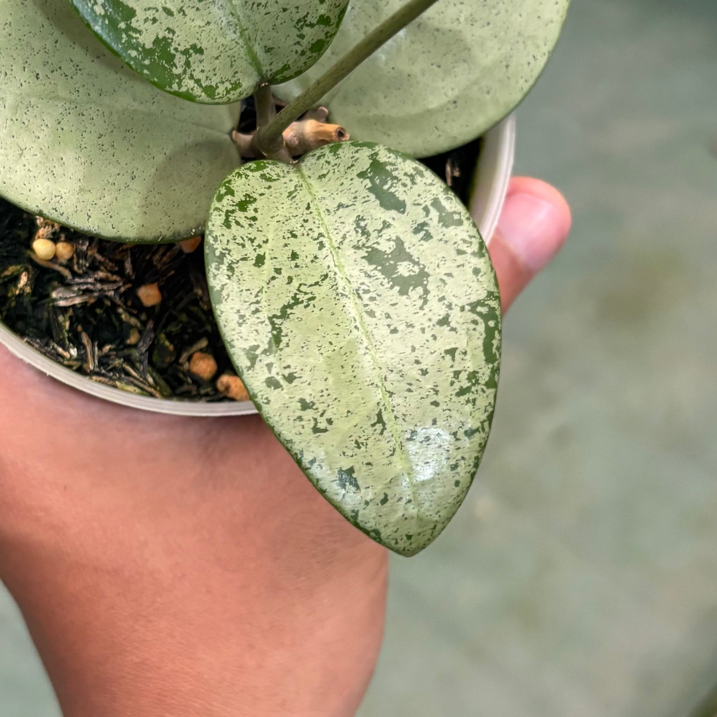Hoya parasitica silver heart