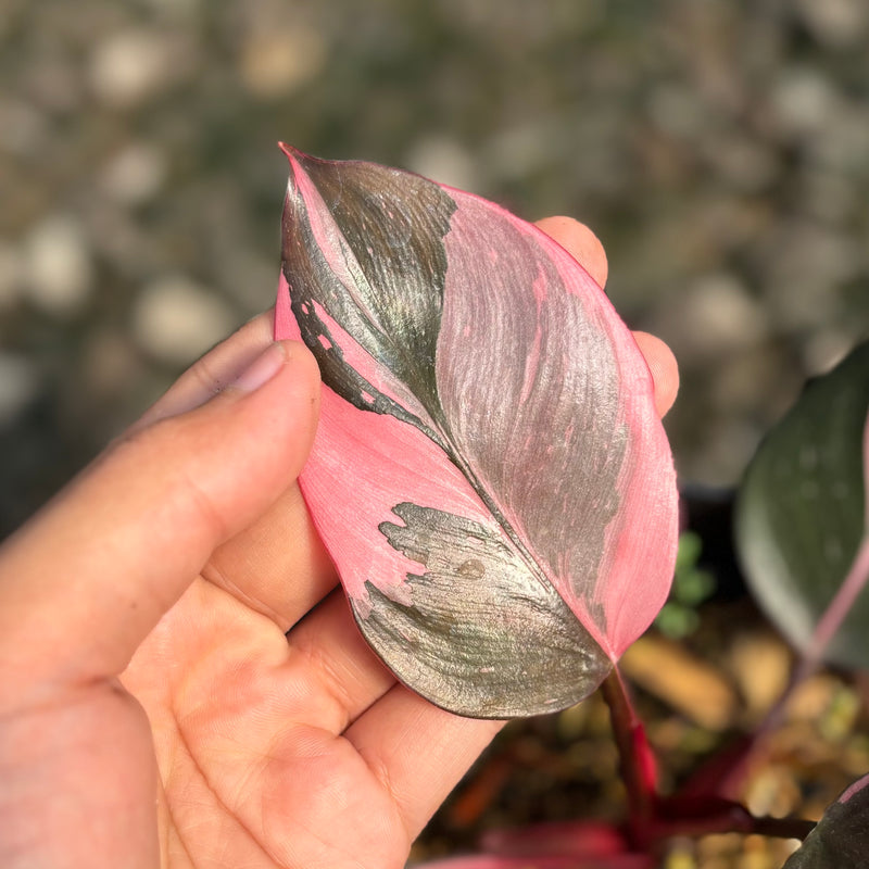 Philodendron white knight pink variegated