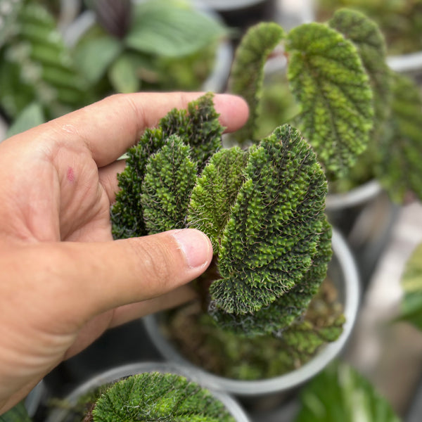 Begonia green velvet Sp Papua