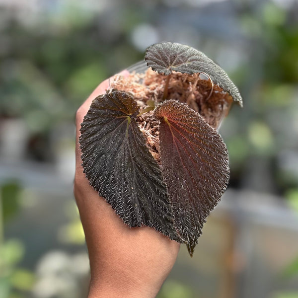 Begonia lambii red velvet