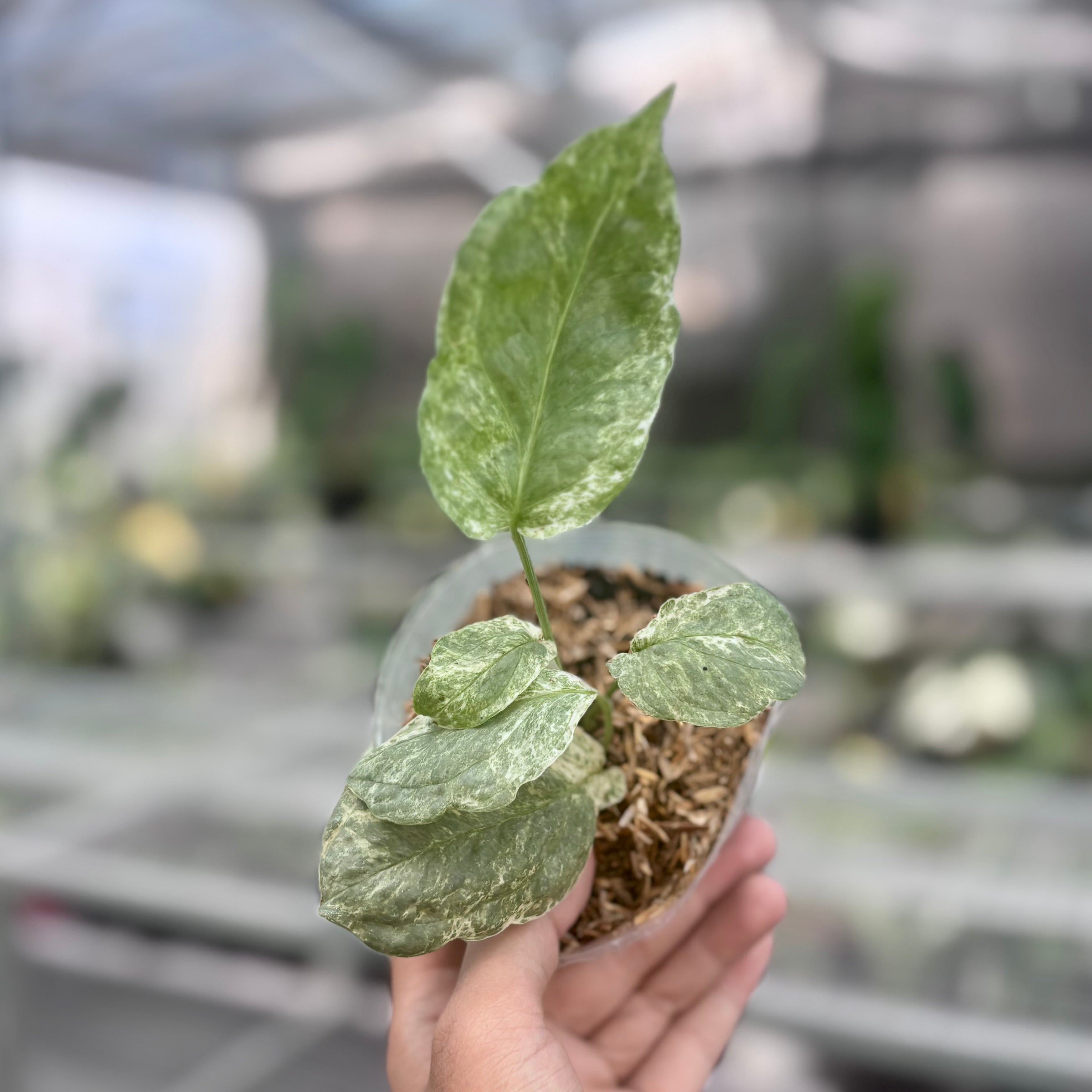 Amydrium medium silver variegated
