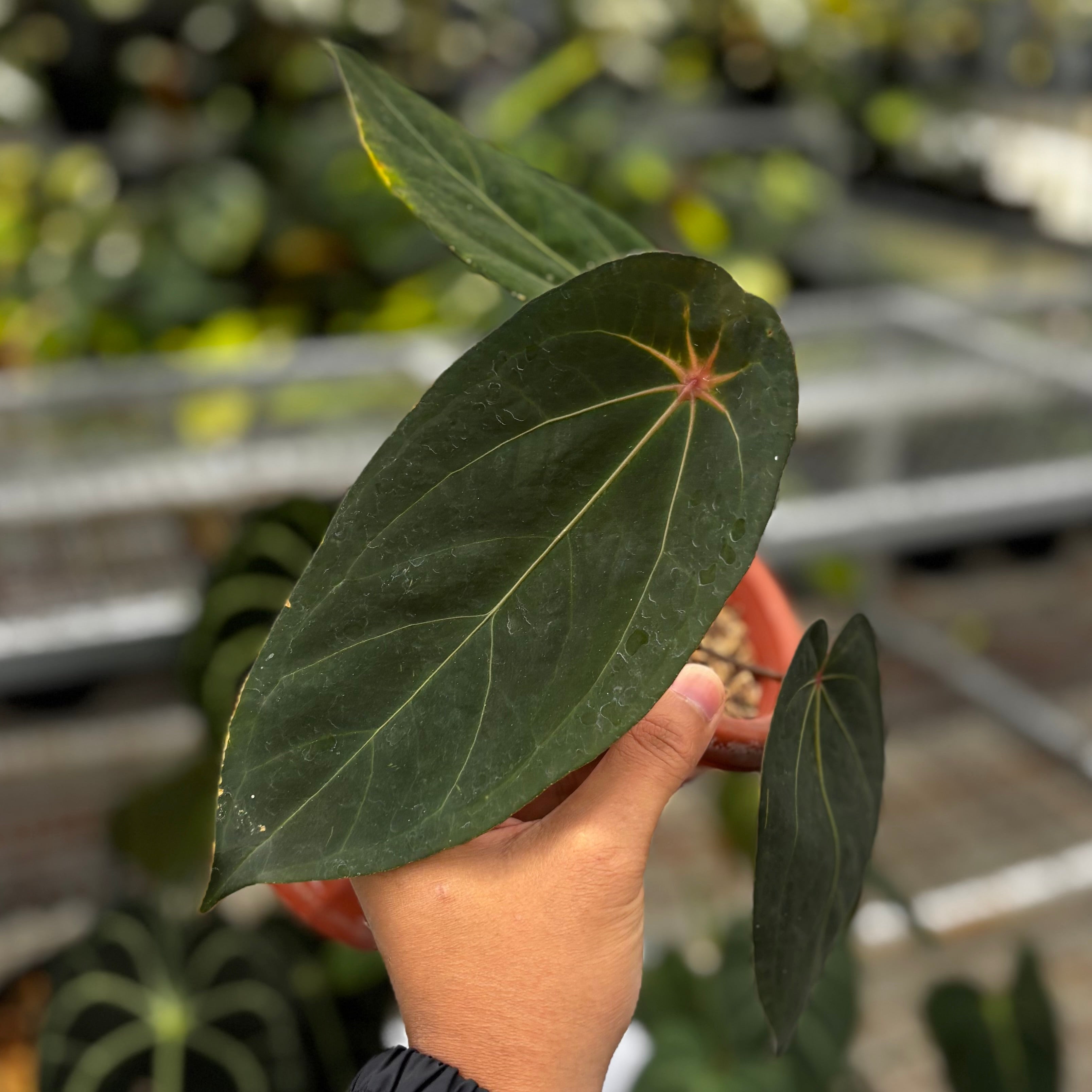 x*様 Anthurium Red spider Anthurium Red Spider