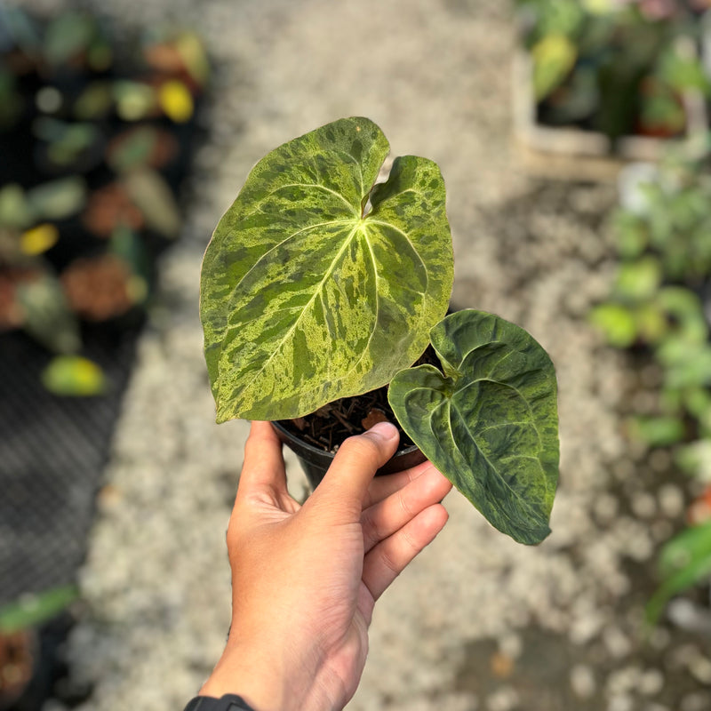 Anthurium papillilaminum x one hybrid army variegated