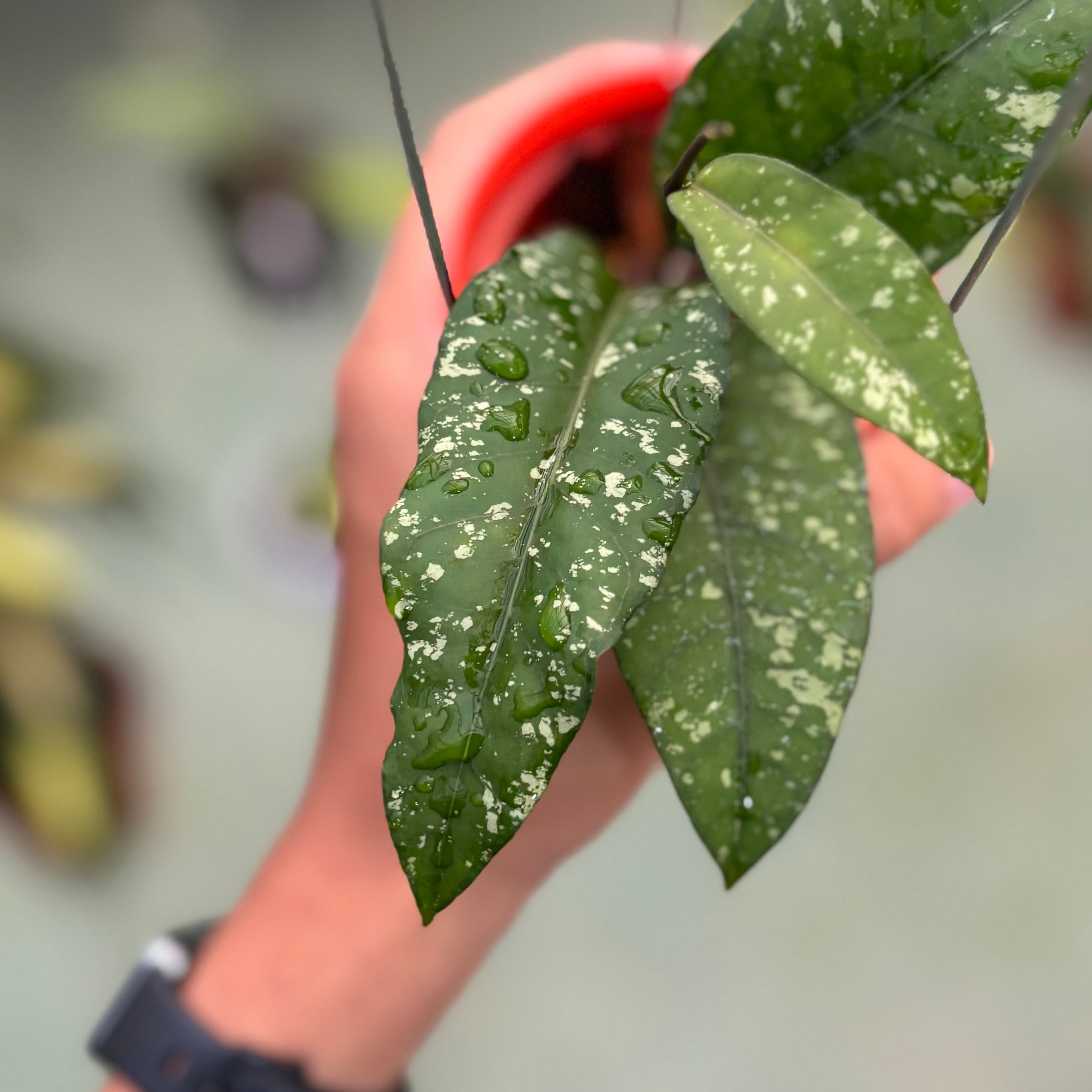 Hoya sp aceh putri betung