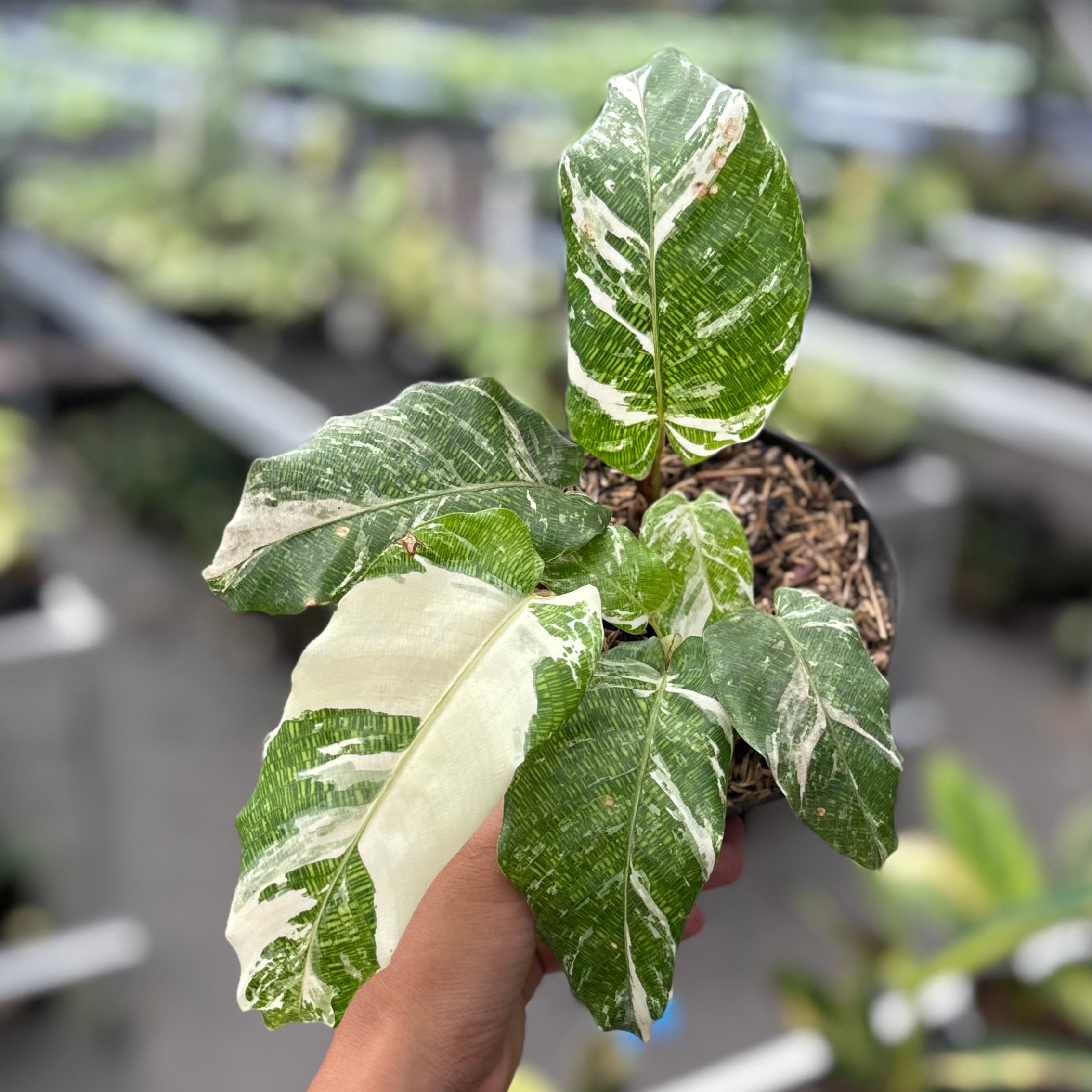 Calathea Musaica Variegated