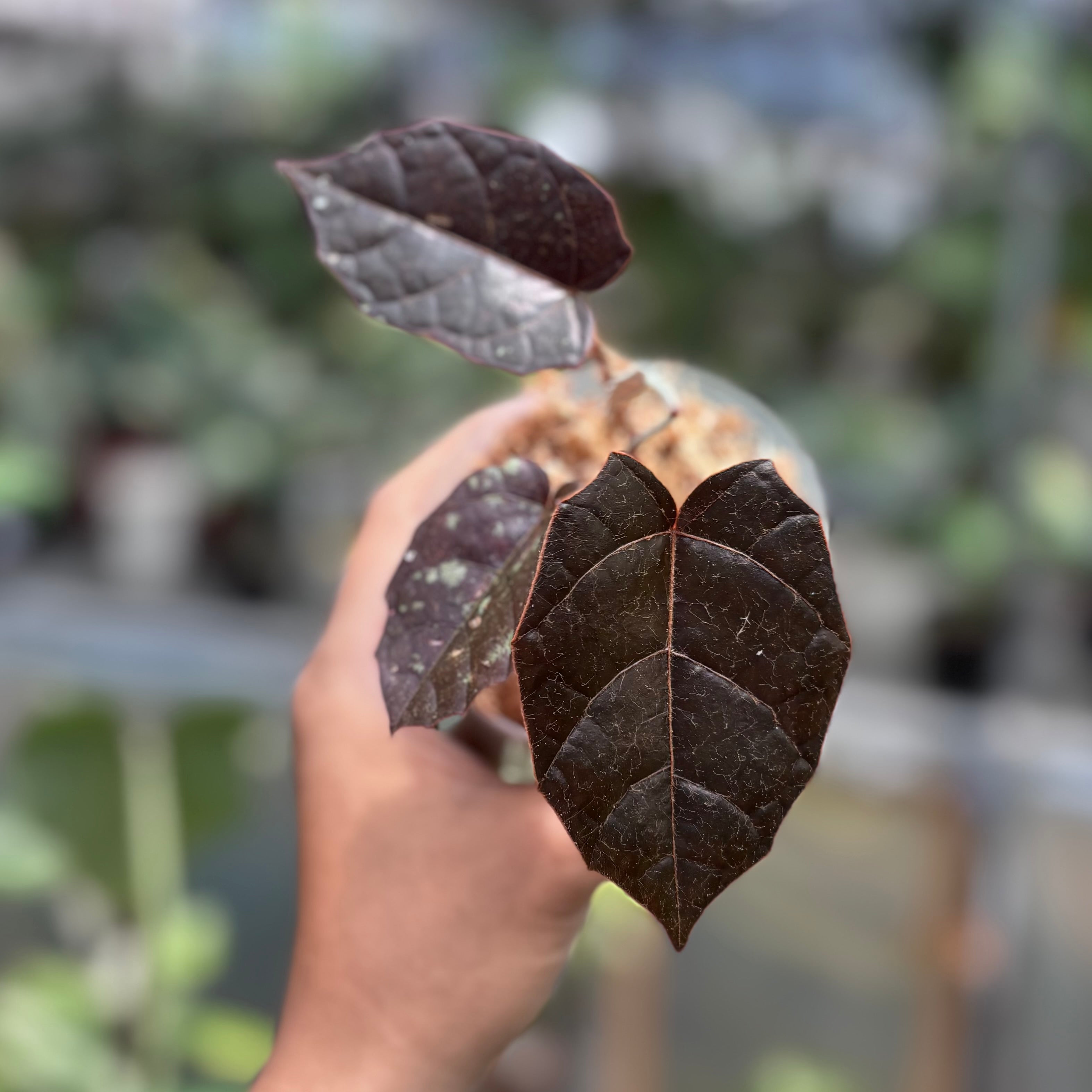 Pterisanthes Sp West Borneo (Piper batman)