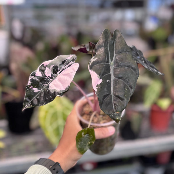 Alocasia chantrieri pink variegated – Aroid Market