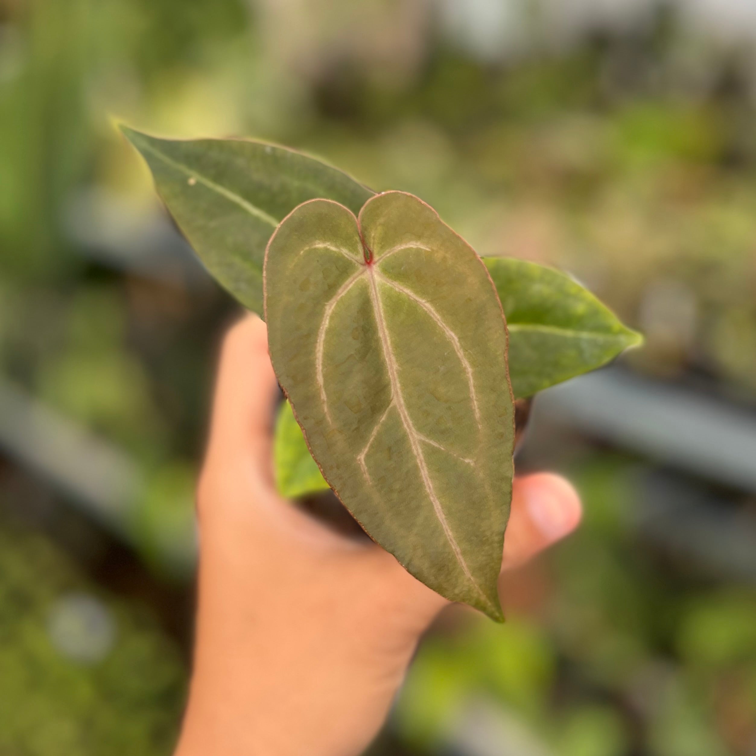 Anthurium (Dark Handsome x Redvelvet Cake) x Purple BVIT x ZM