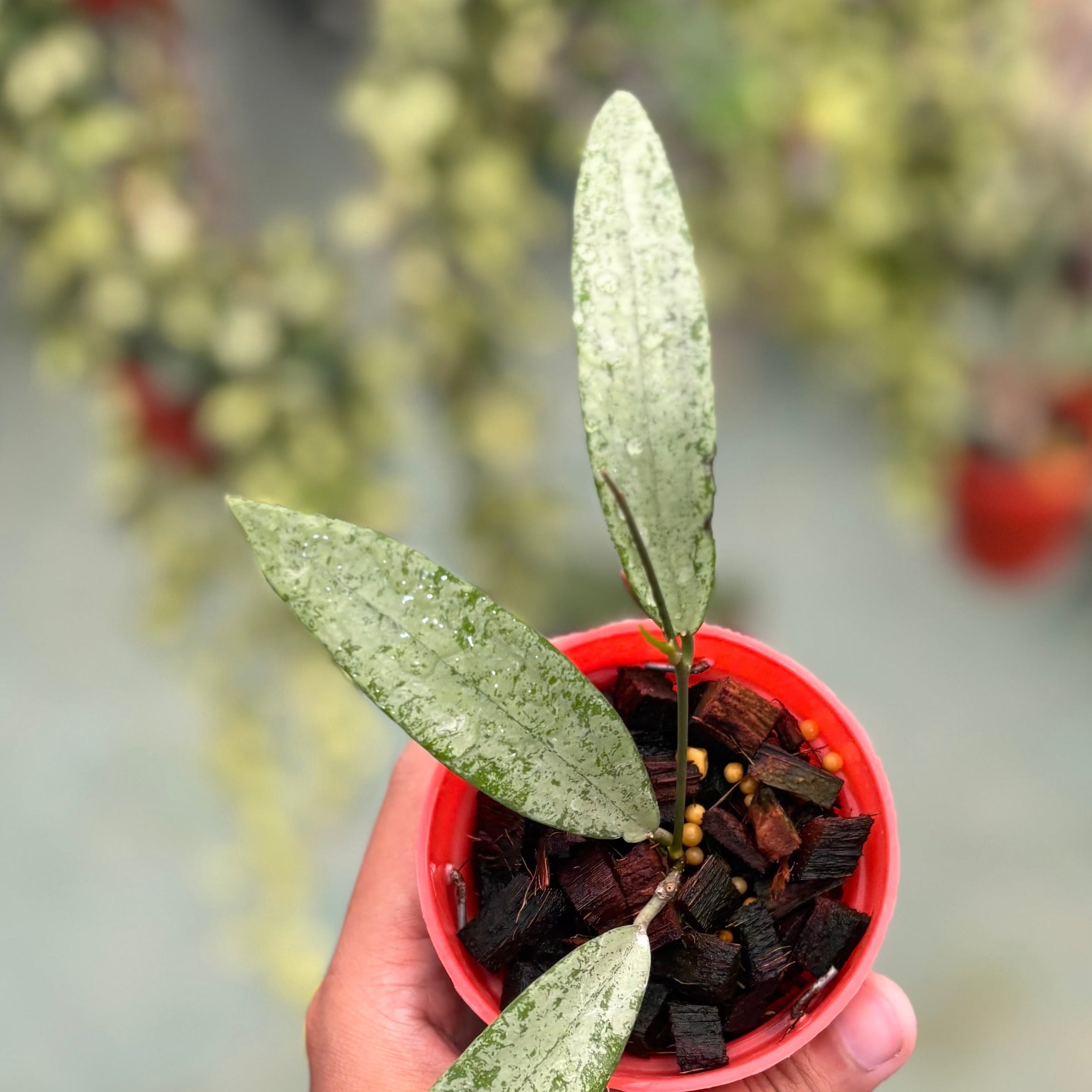 Hoya sp bengkulu silver