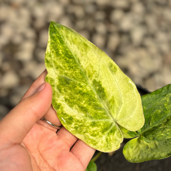 Anthurium papillilaminum hybrid Aurea variegated