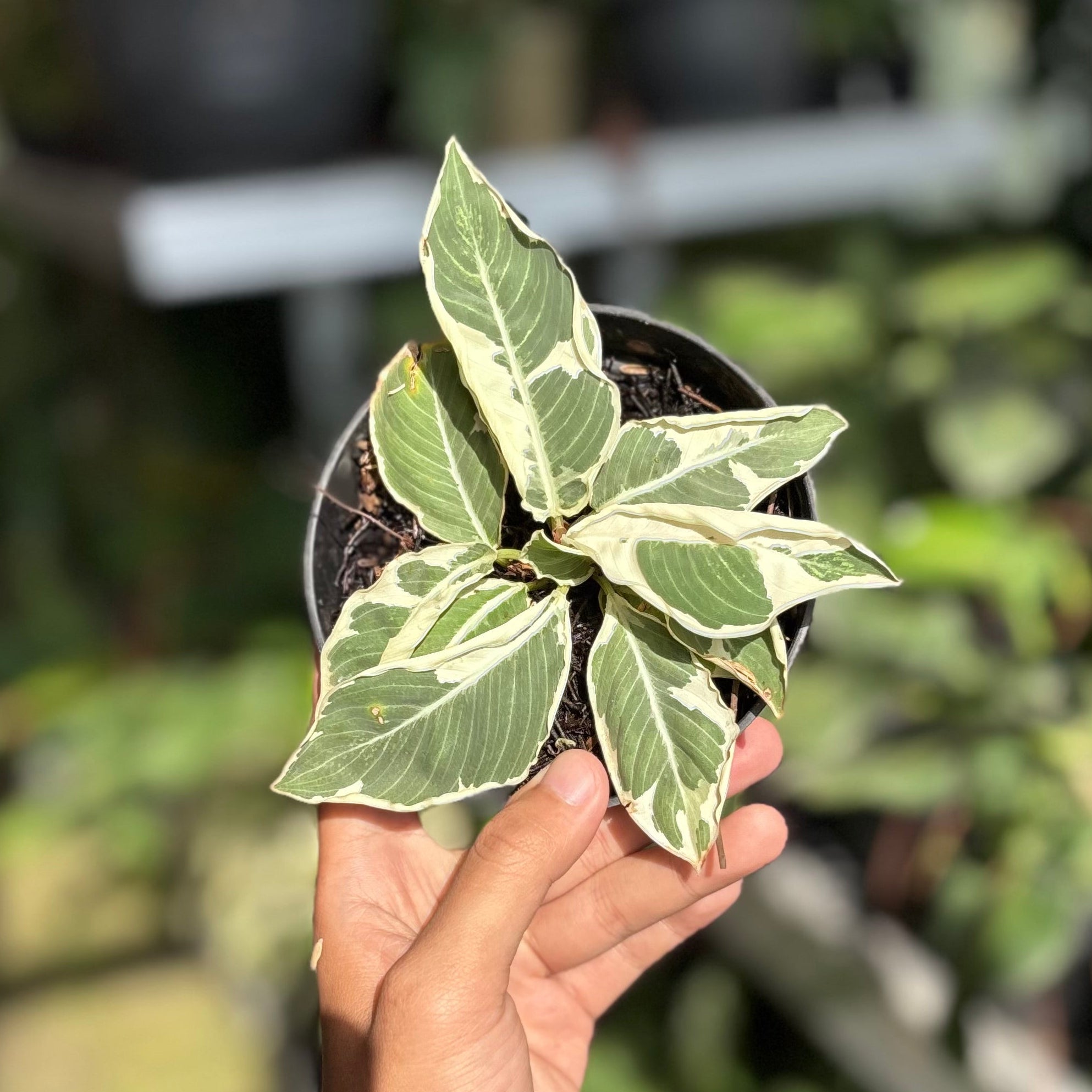 Adelonema Wallisii Variegated