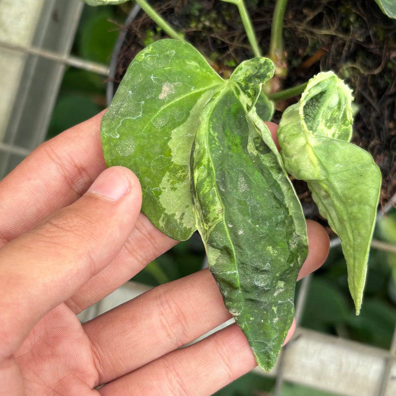 Anthurium forgetii variegated x papilaminum