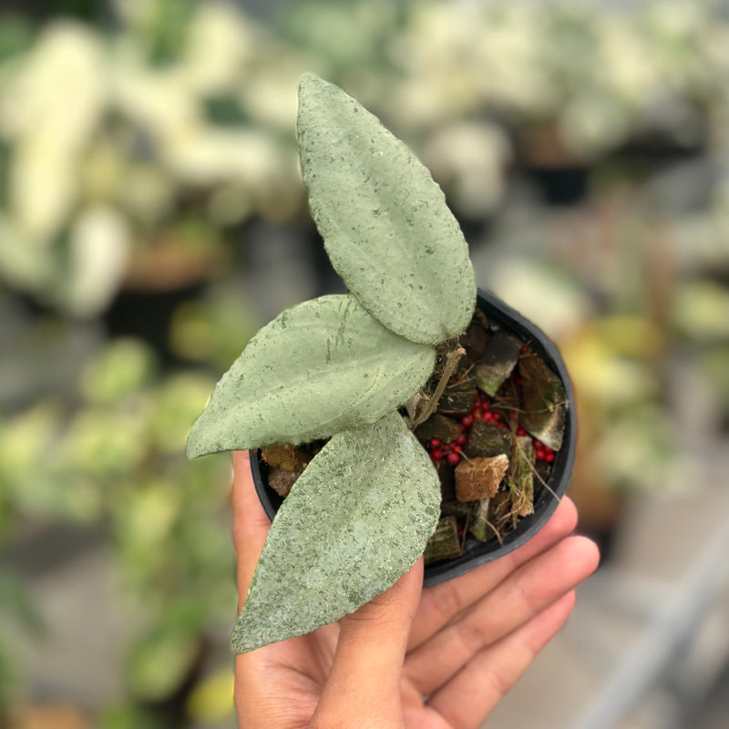 Hoya caudata argene