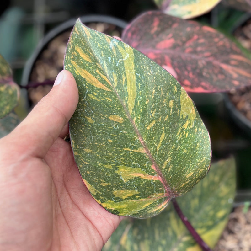 Philodendron orange princess galaxy