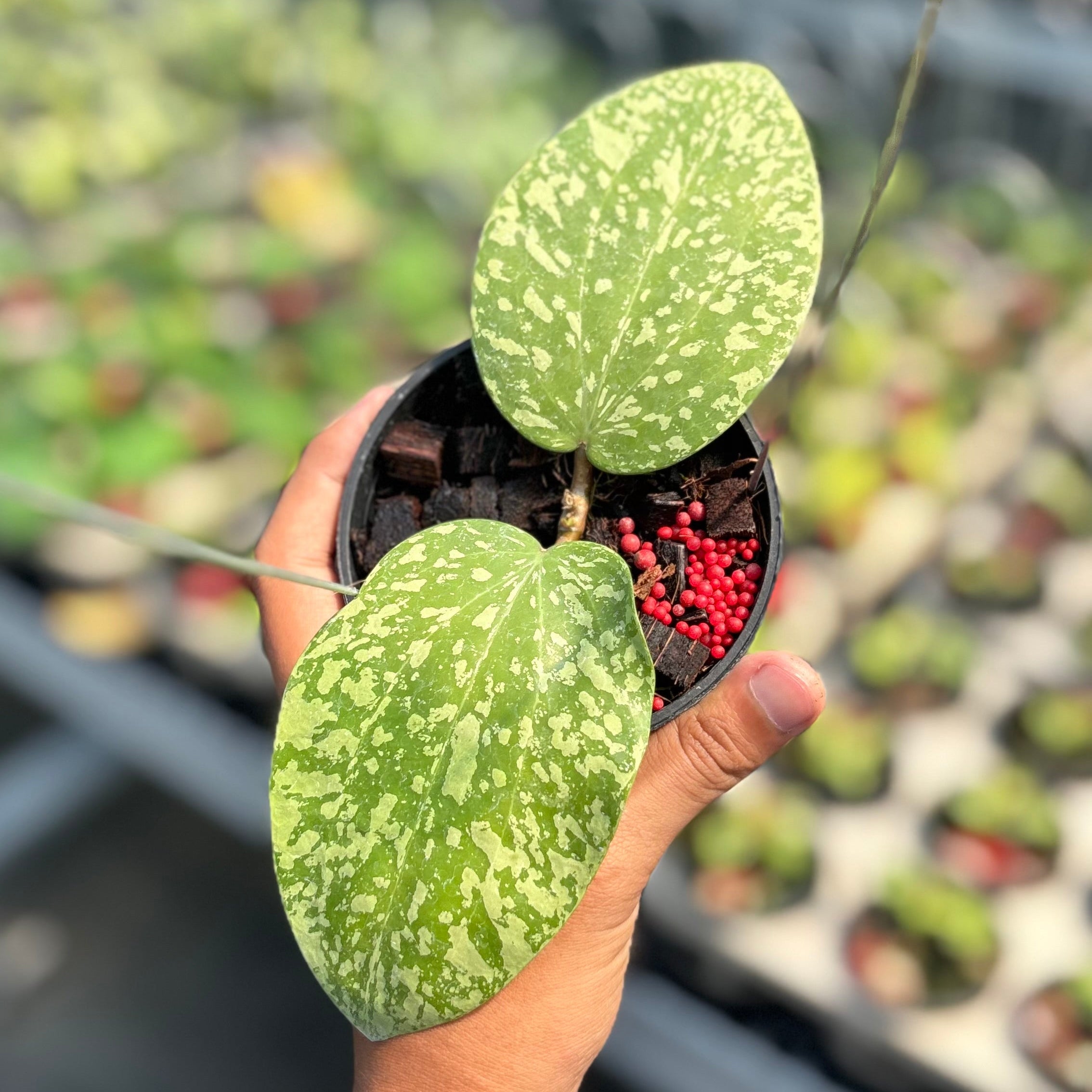 Hoya glabra silver splash
