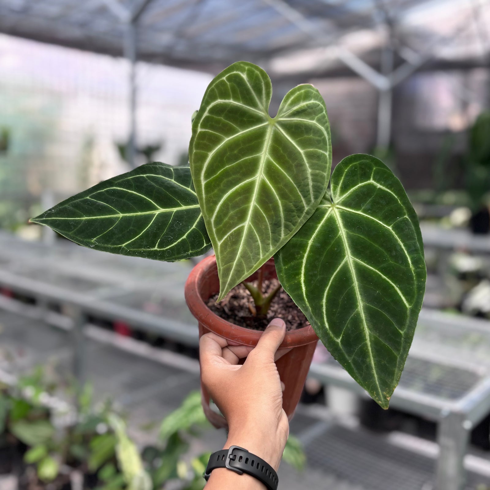 その他観葉植物 Anthurium regale Anthurium regale – Aroid Market