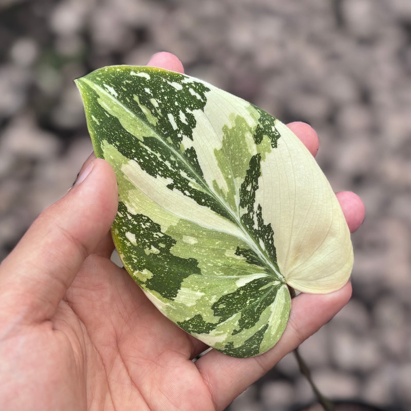 Philodendron gloriosum tricolor variegated