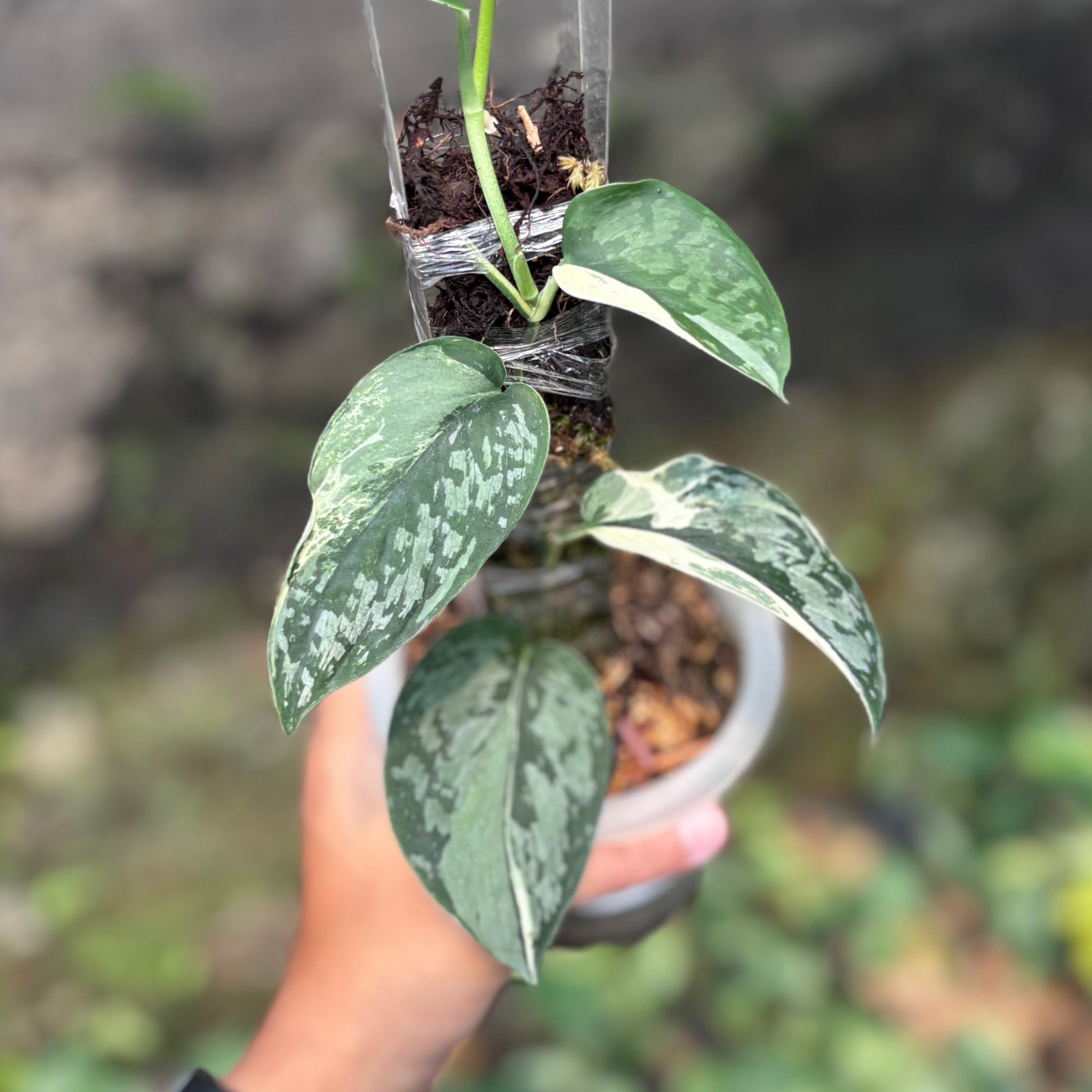 Scindapsus exotica albo variegated