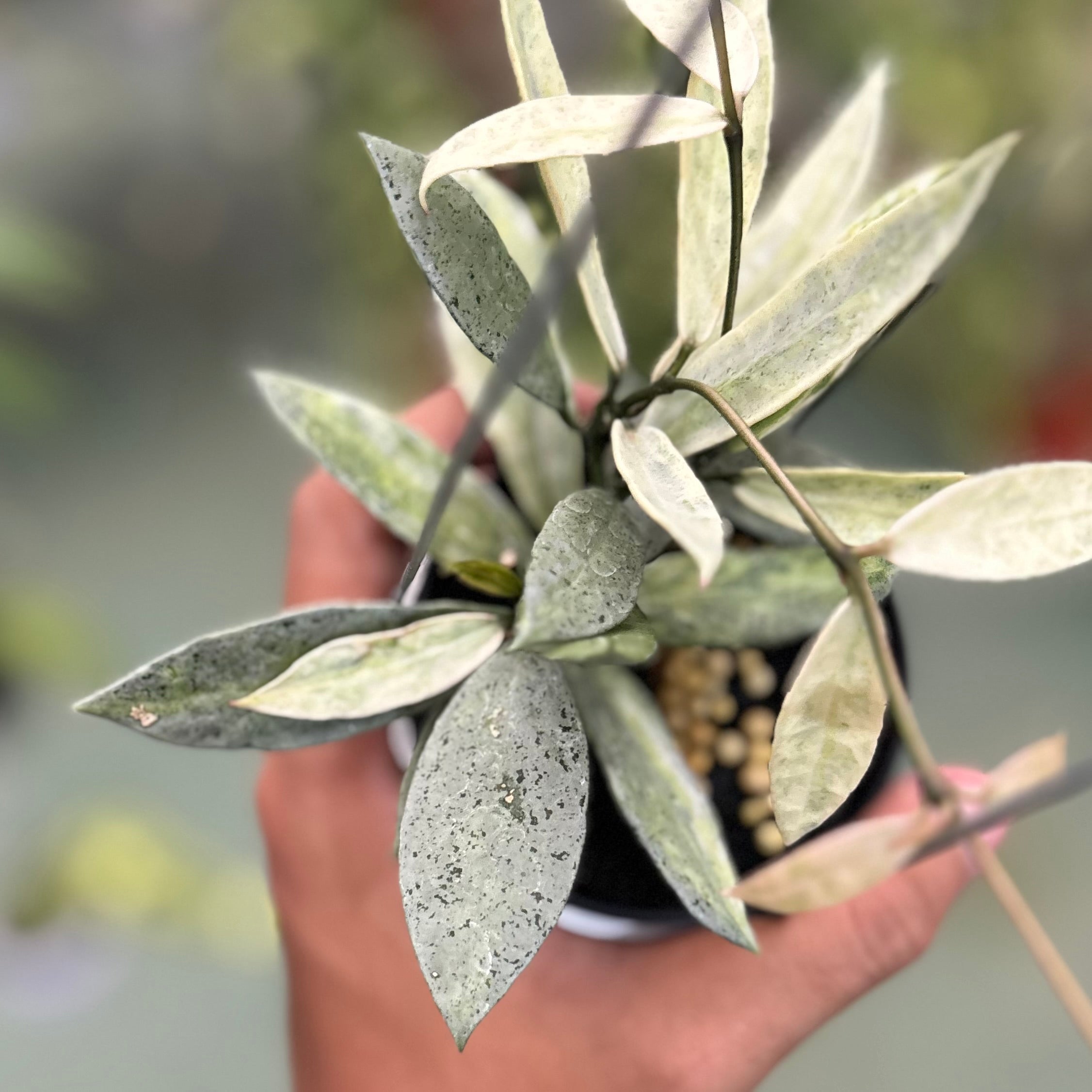 Hoya lacunosa winter pandora