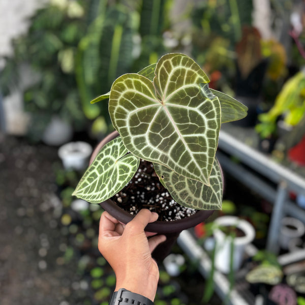 Anthurium queen clarinervium