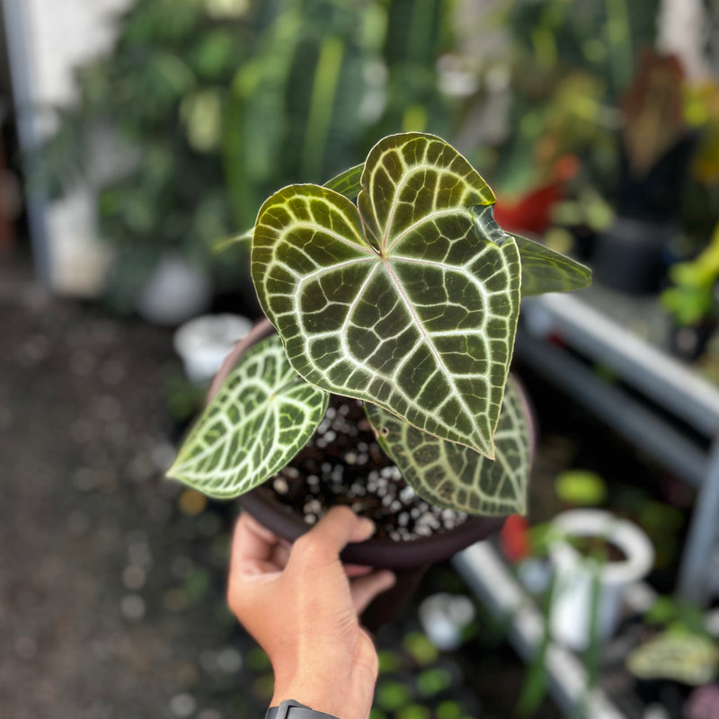 Anthurium queen clarinervium