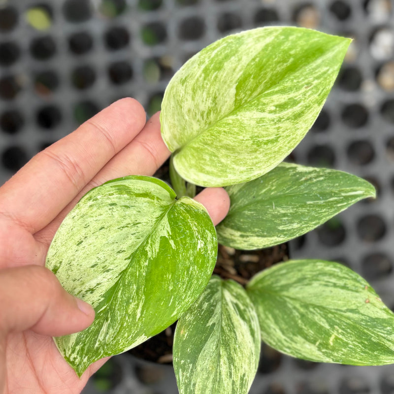 Scindapsus treubii mint aurea variegated