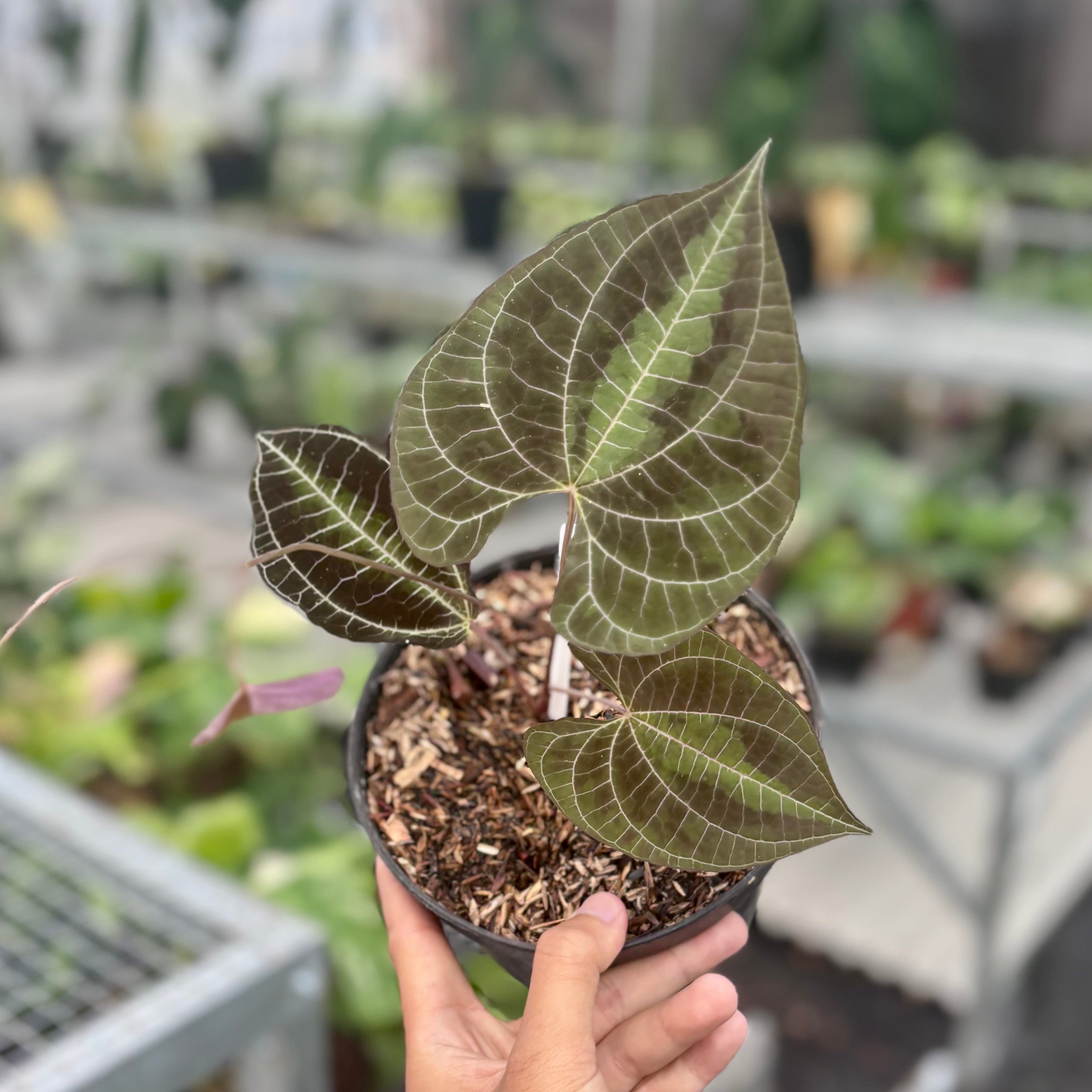 Dioscorea discolor