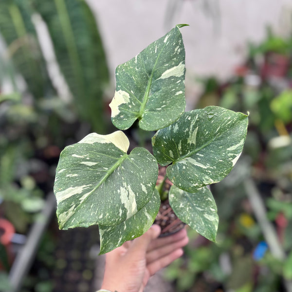 Monstera thai constellation mutation