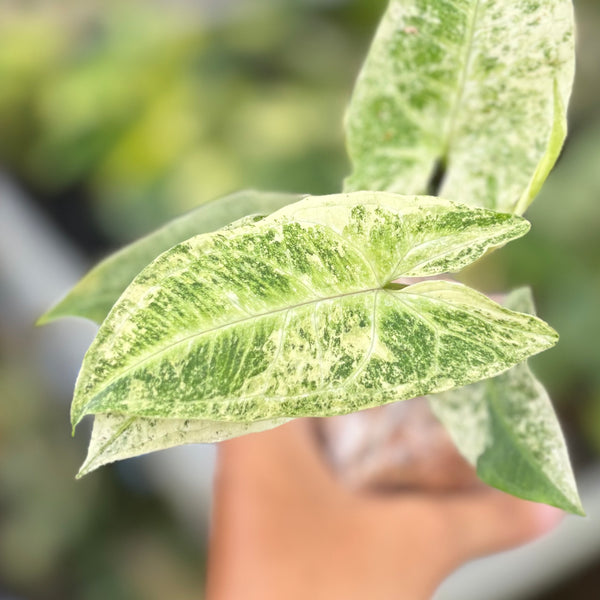 Syngonium batik variegated