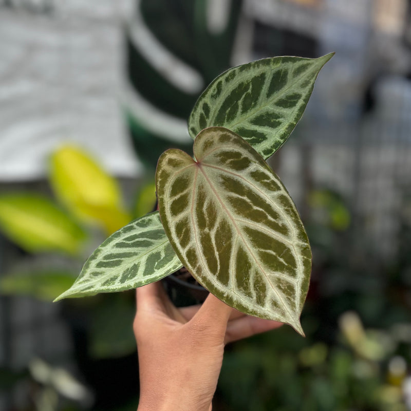 Anthurium tiger red