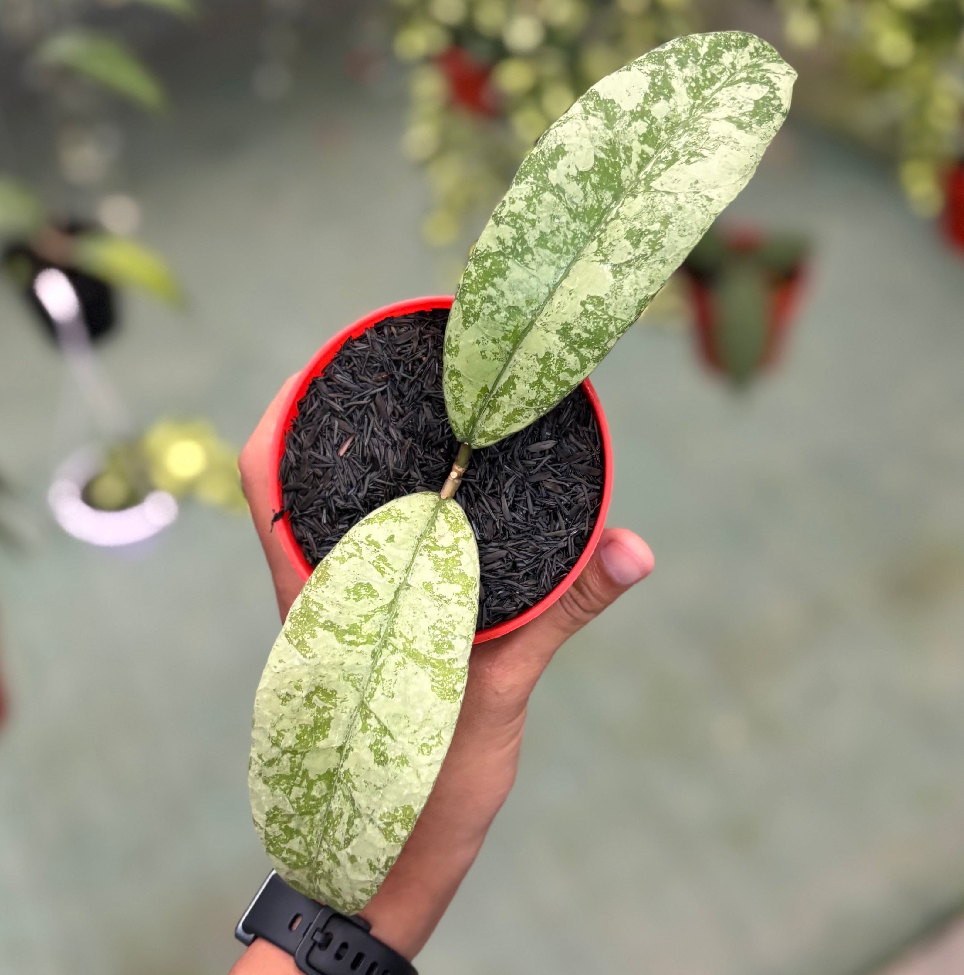 Hoya aff lambii silver big leaf