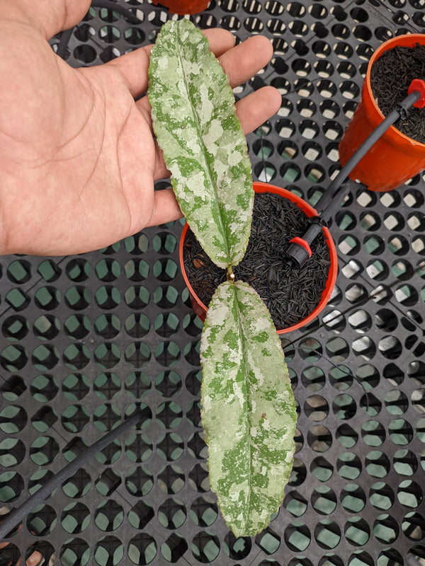 Hoya undulata silver