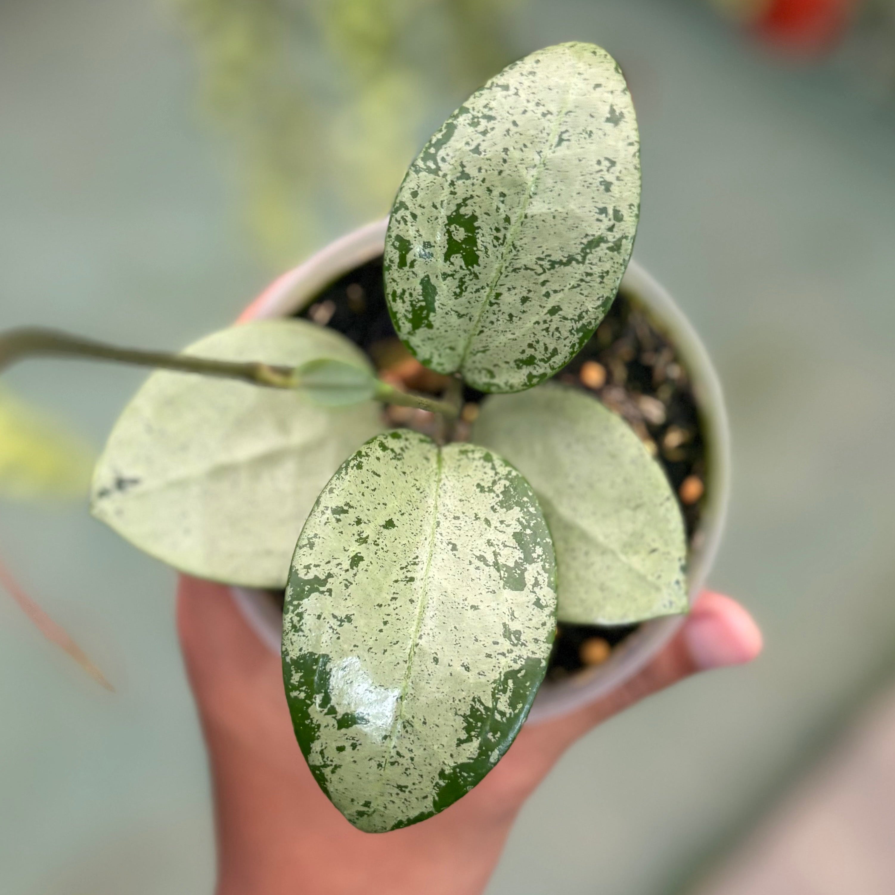 Hoya parasitica silver heart
