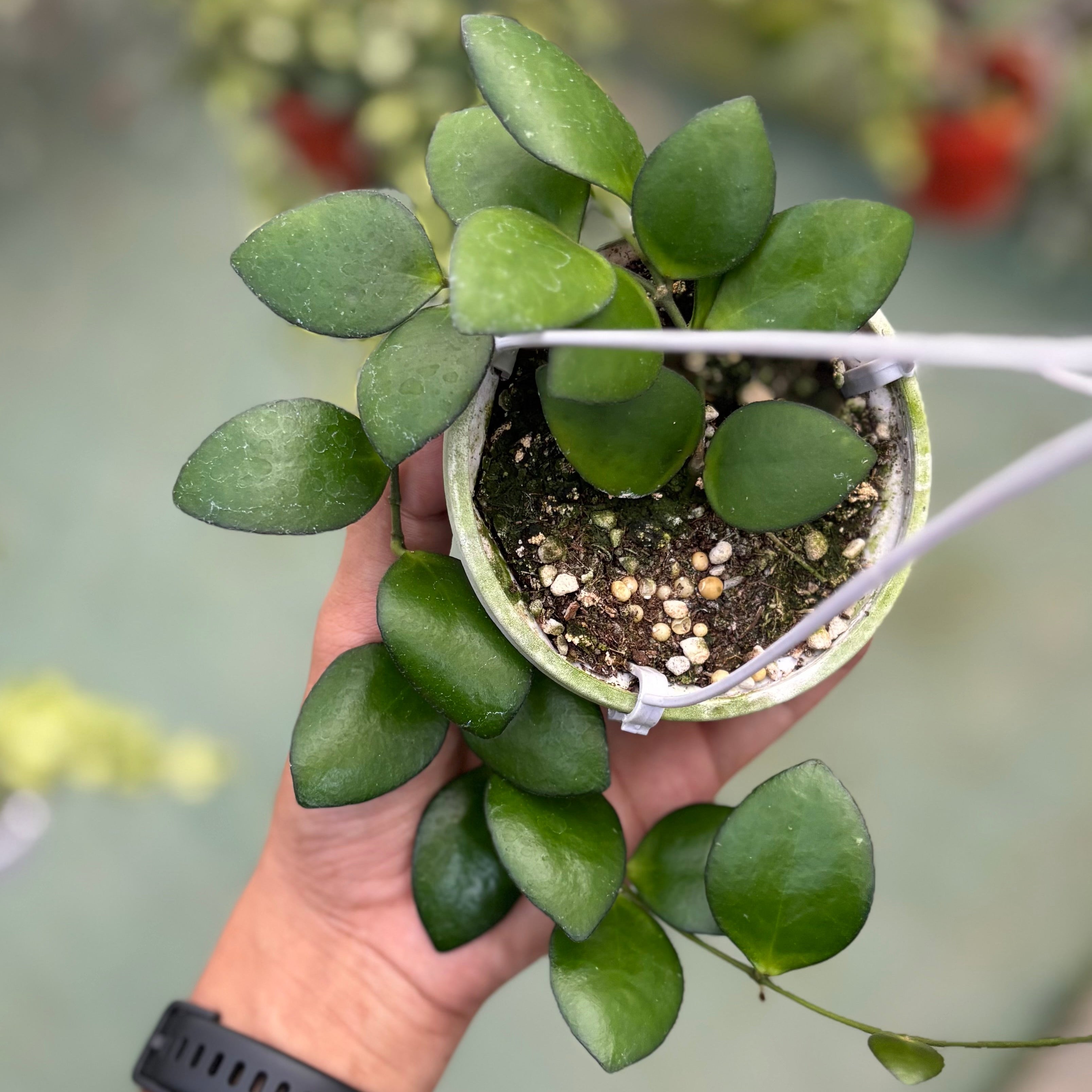 Hoya incurvula green