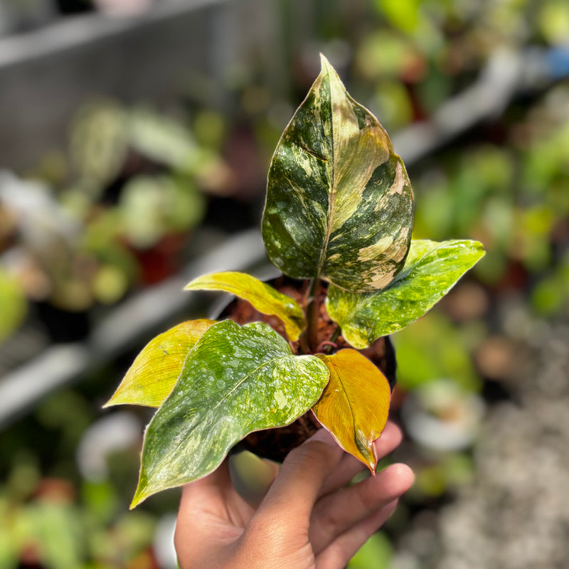 Philodendron red congo variegated