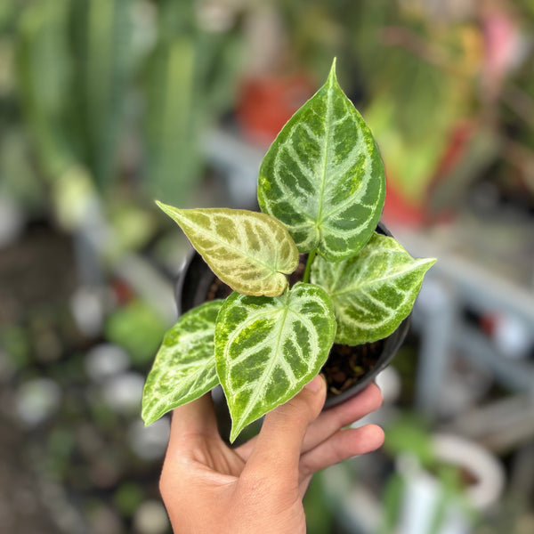 Anthurium dorayaki silver variegated