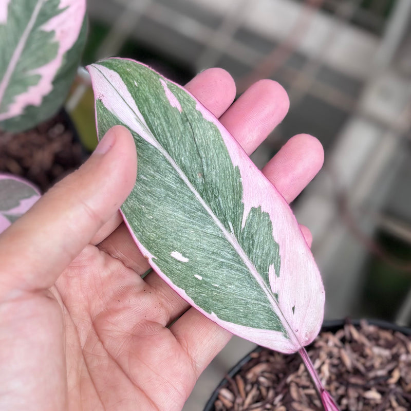 Philodendron pink rose