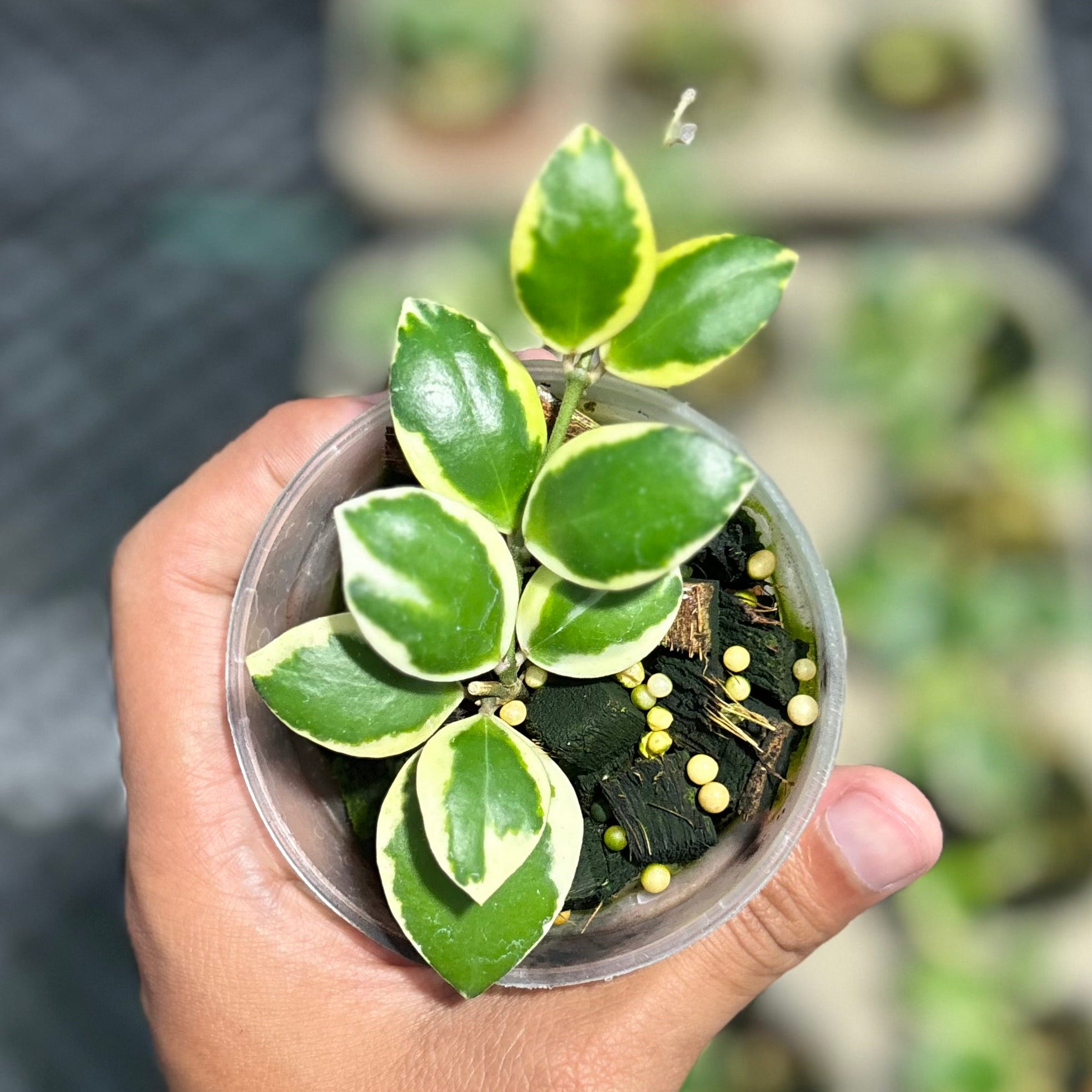 Hoya incurvula ‘palta’
