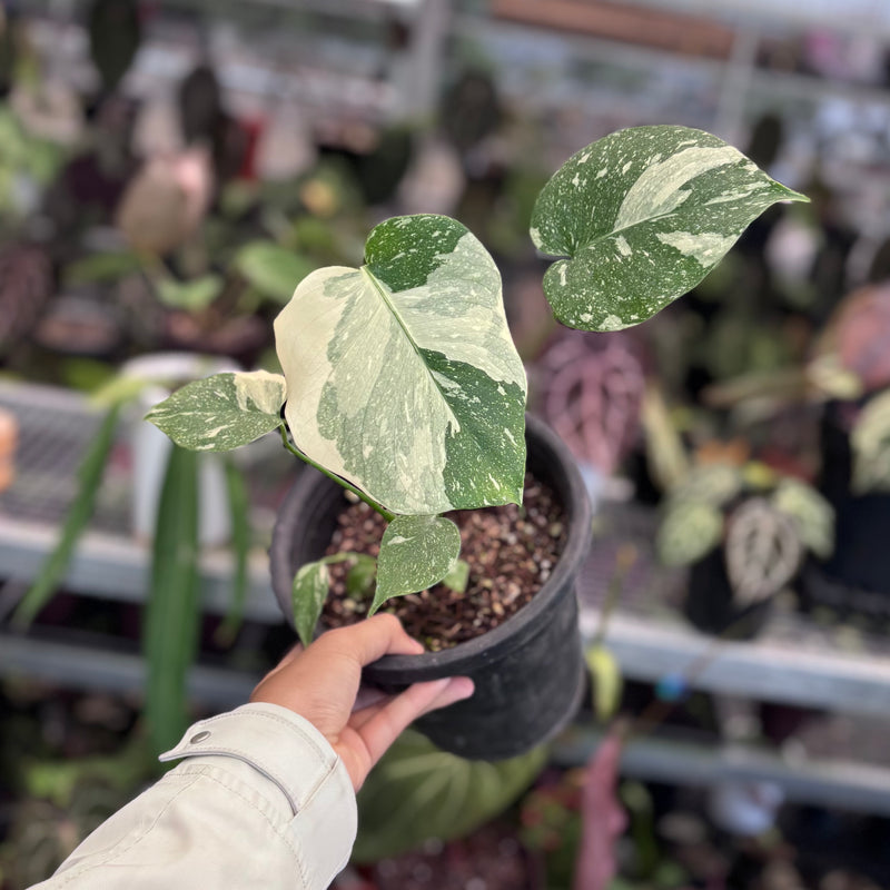 Monstera white snow variegated