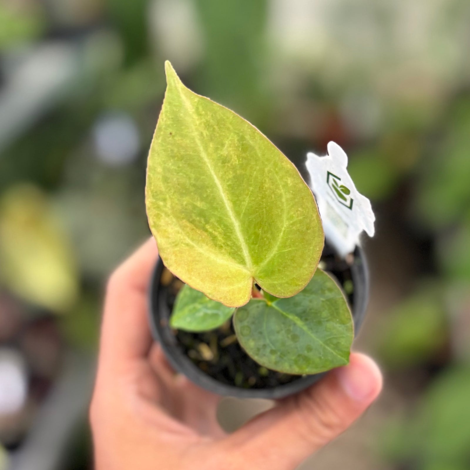 Anthurium forgetii variegated x (angela x BW) – Aroid Market