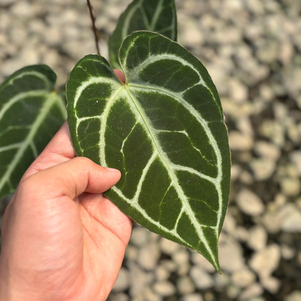 Anthurium hoffmannii x crystallinum