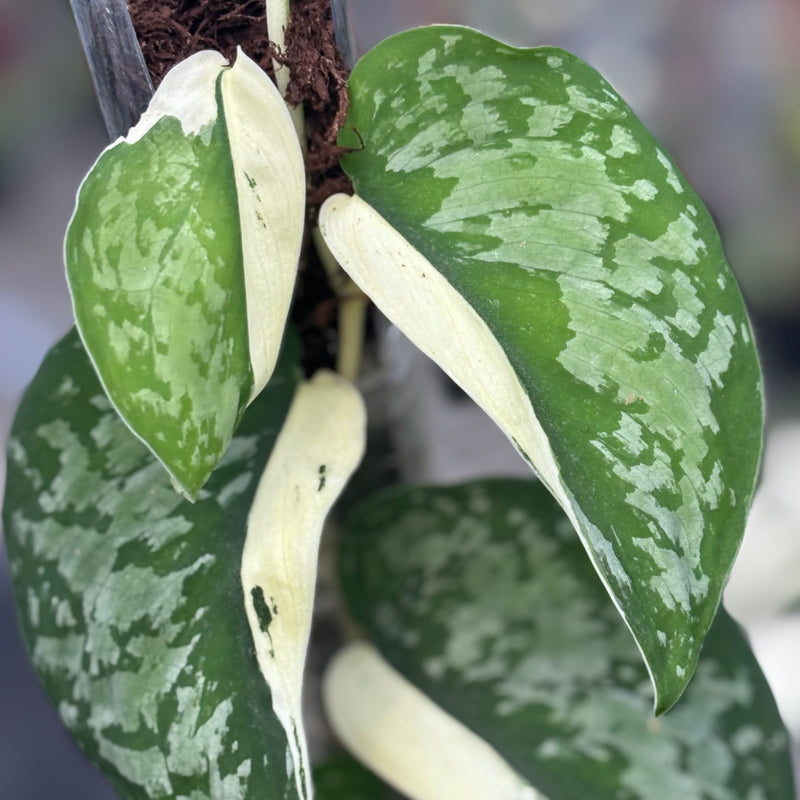 Scindapsus simbara