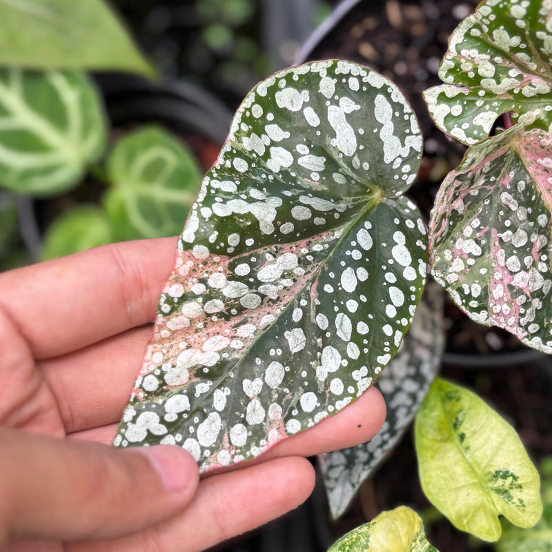Begonia snow cap variegated